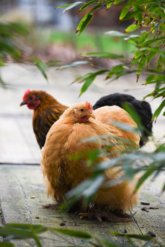 Buitenleven de Harnse stek