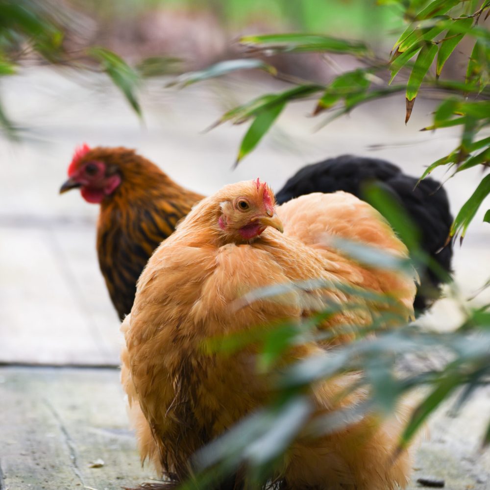 Buitenleven de Harnse stek